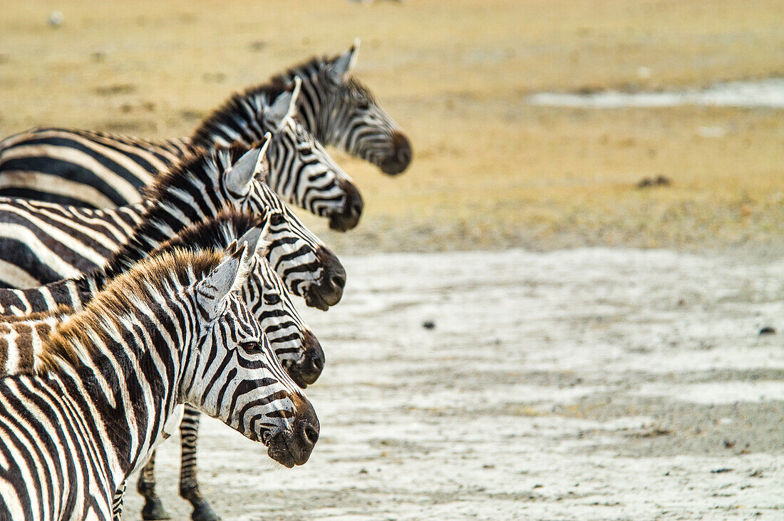 A Grevy's Zebra In Ngorongoro Crater, Tanzania
