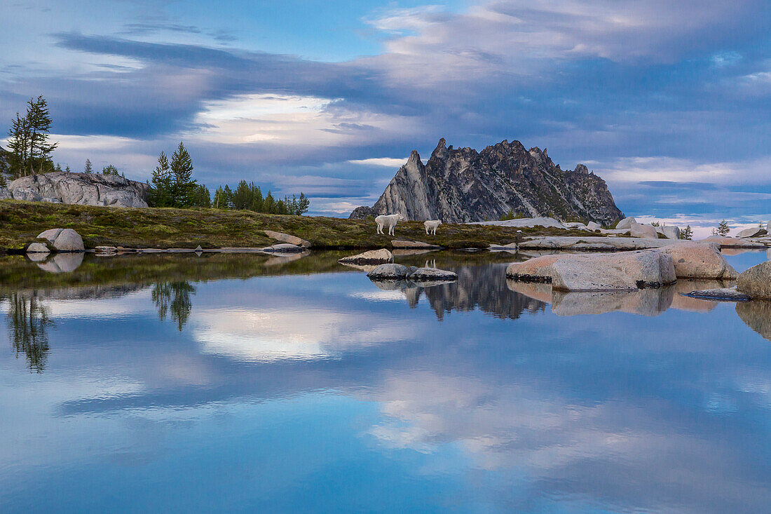 Mountain Goats Navigate Around A Lake At The Amazing Enchantments In Washington, Usa