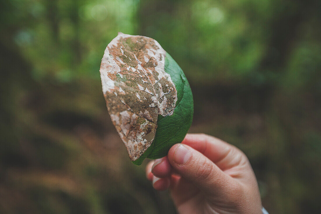 A Woman Holding A Half Decayed Leaf While Hiking In Pacific Rim National Park