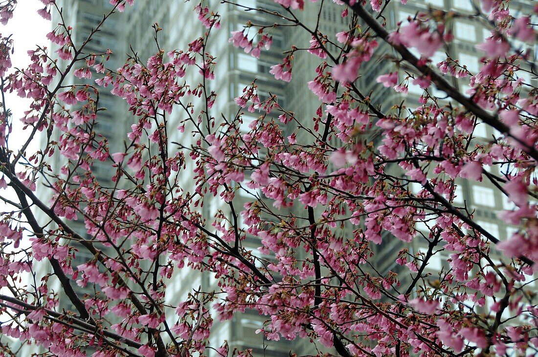 Kirschblüte in Tokyo, Japan
