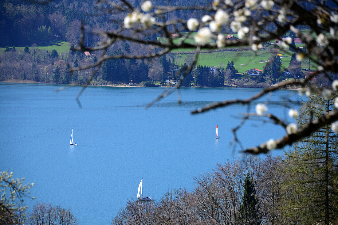 View from the highpath, Eastbank of Tegernsee, Upper-Bavaria, Bavaria, Germany