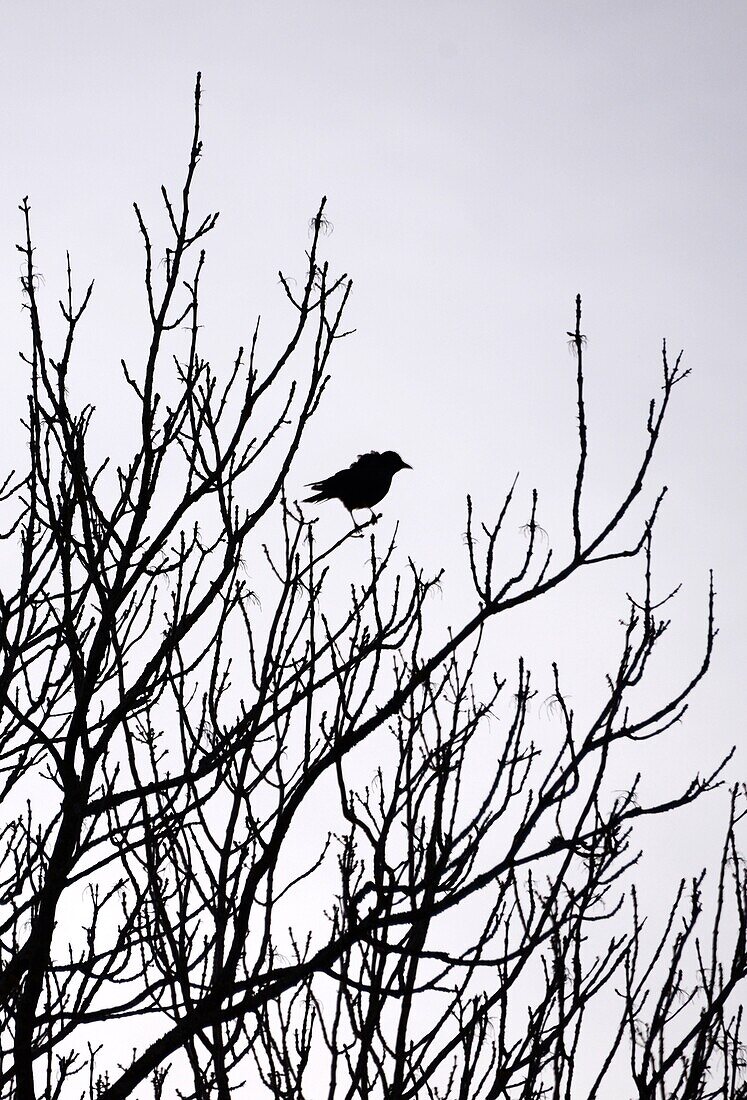 Blackbird in twigs, Bavarian forest, Eastern-Bavaria, Bavaria, Germany