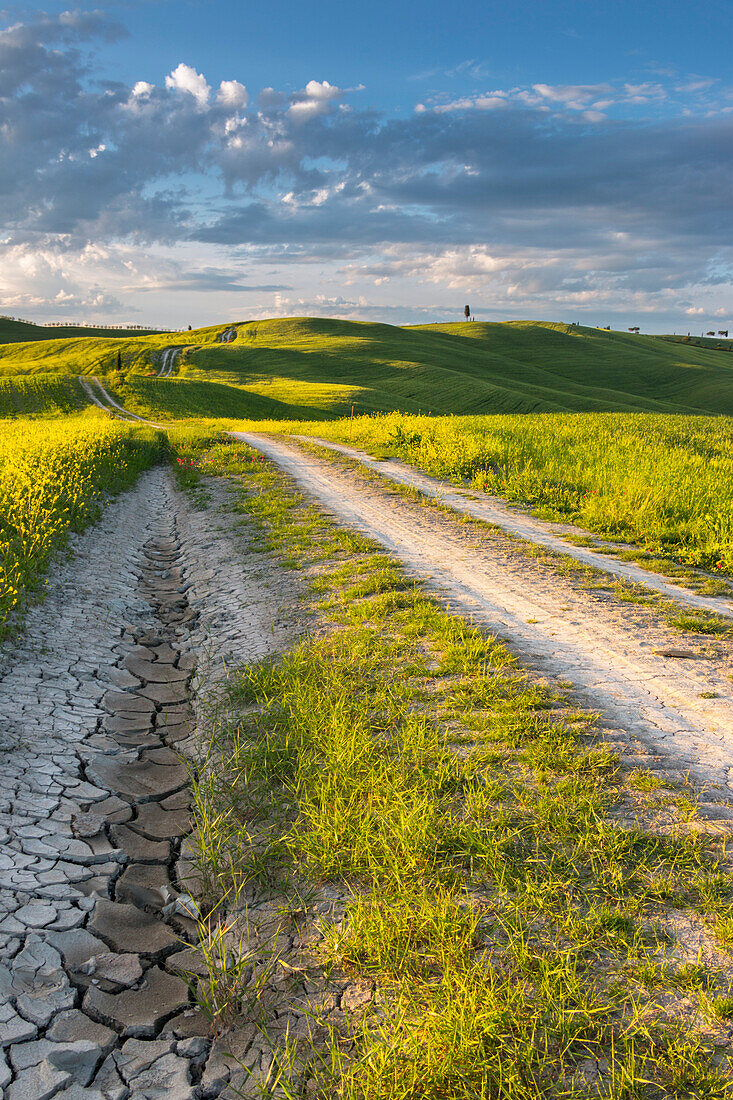 Endless road in Tuscan hill - San Quirico d'Orcia, Siena Province, Tuscany , Val d'Orcia , Italy, Europe