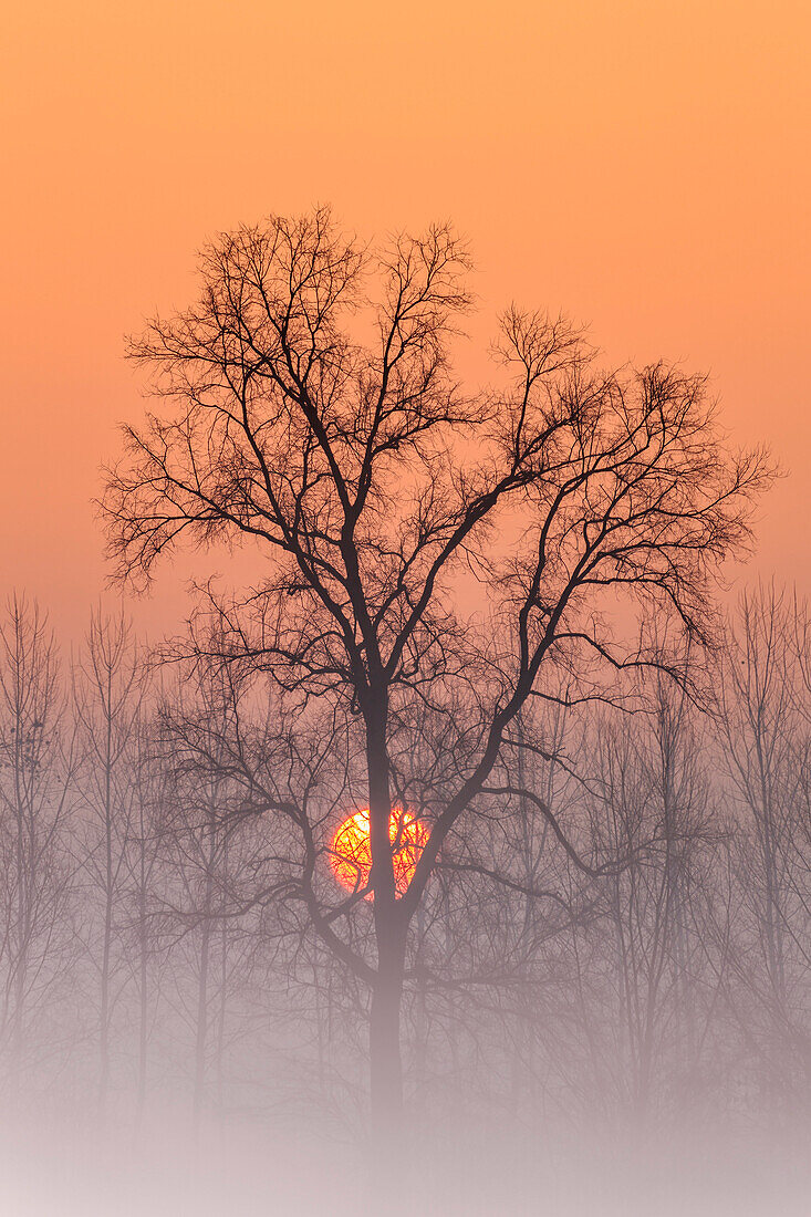 Turin province, Piedmont, Italy, Europe,  Magic sunrise in the Piedmont plain