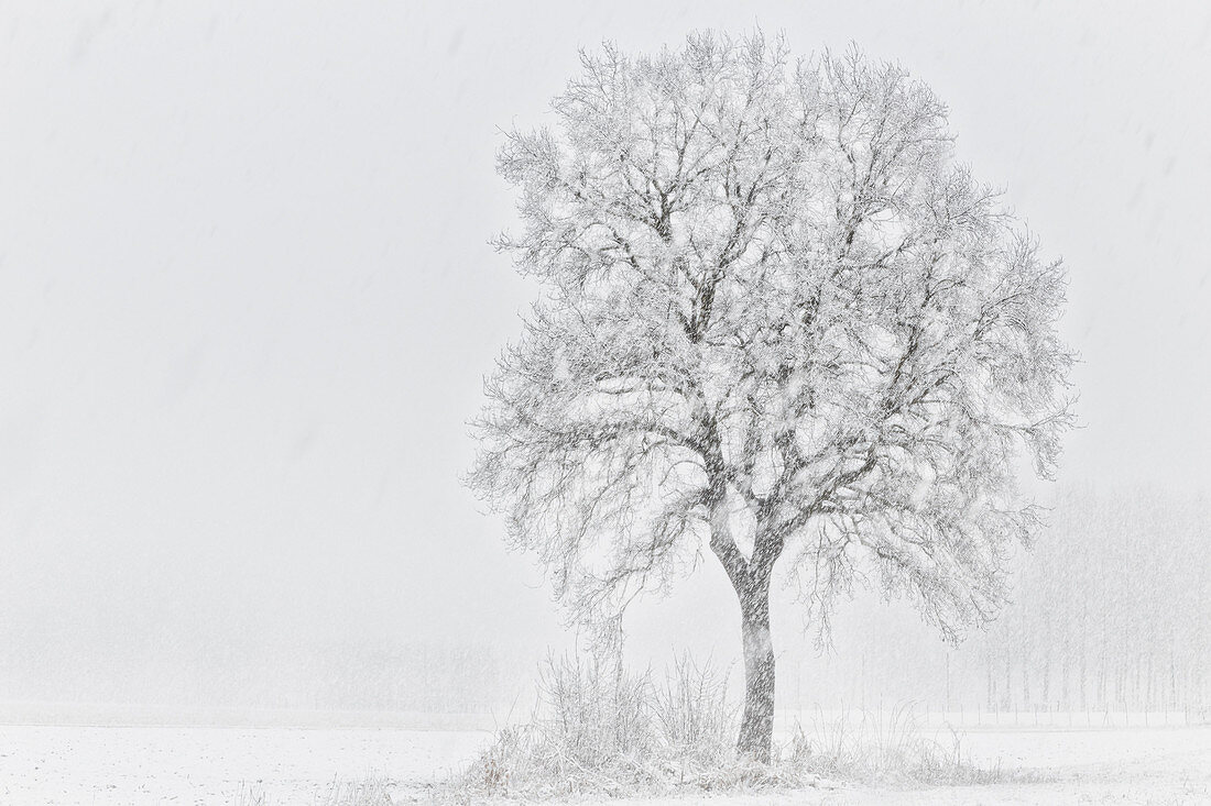 Turin province, Piedmont, Italy, Europe,  Abstract snow the Piedmont plain