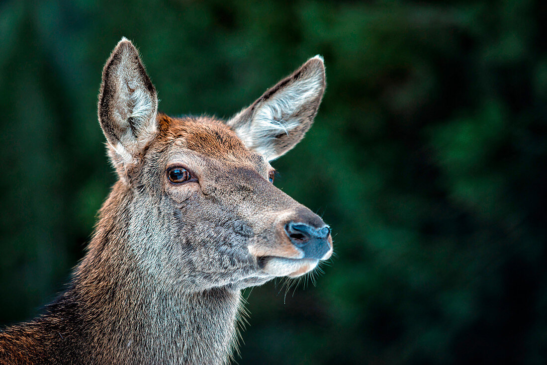 Female deer, portrait