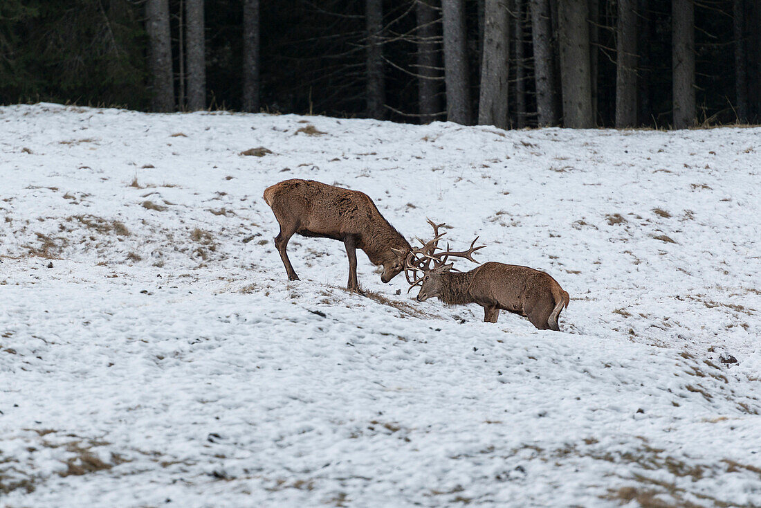 Italien, Trentino Alto Adige, Hirsche kämpfen im Naturpark Paneveggio