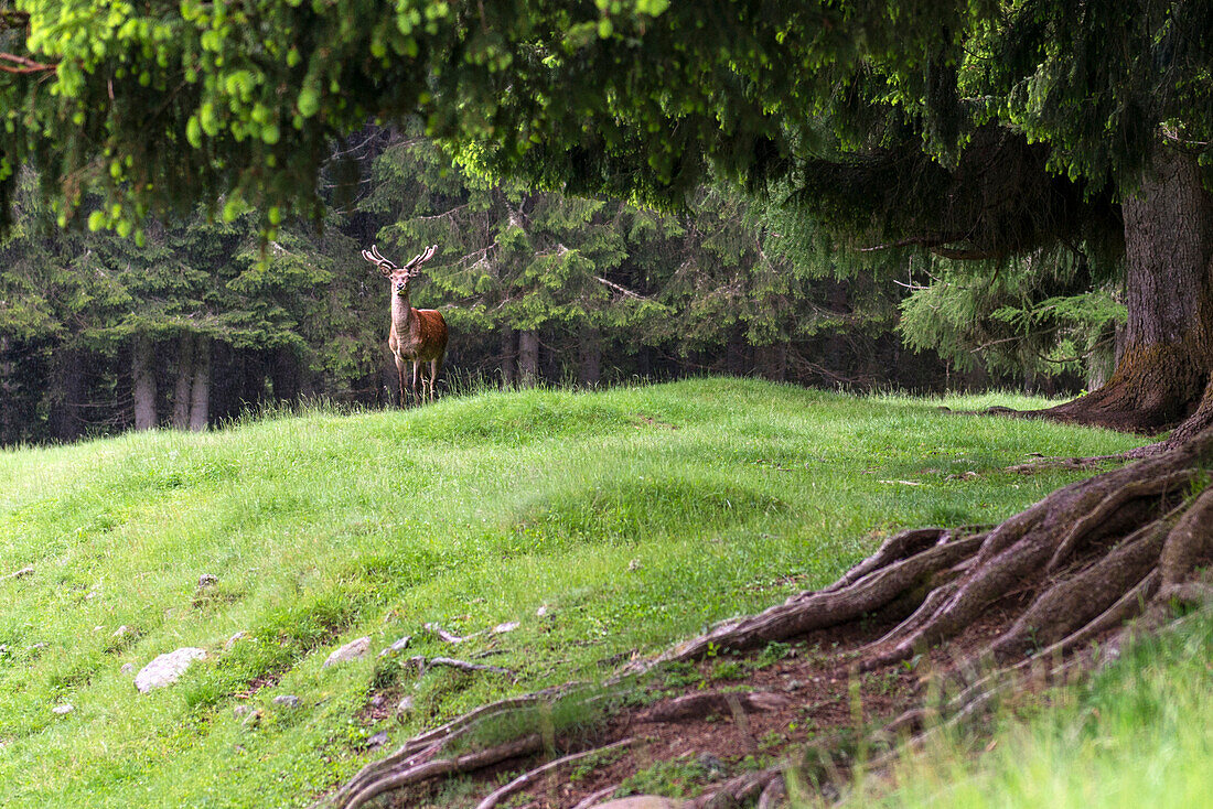 Italien, Trentino-Südtirol, Hirsch im Naturpark Paneveggio