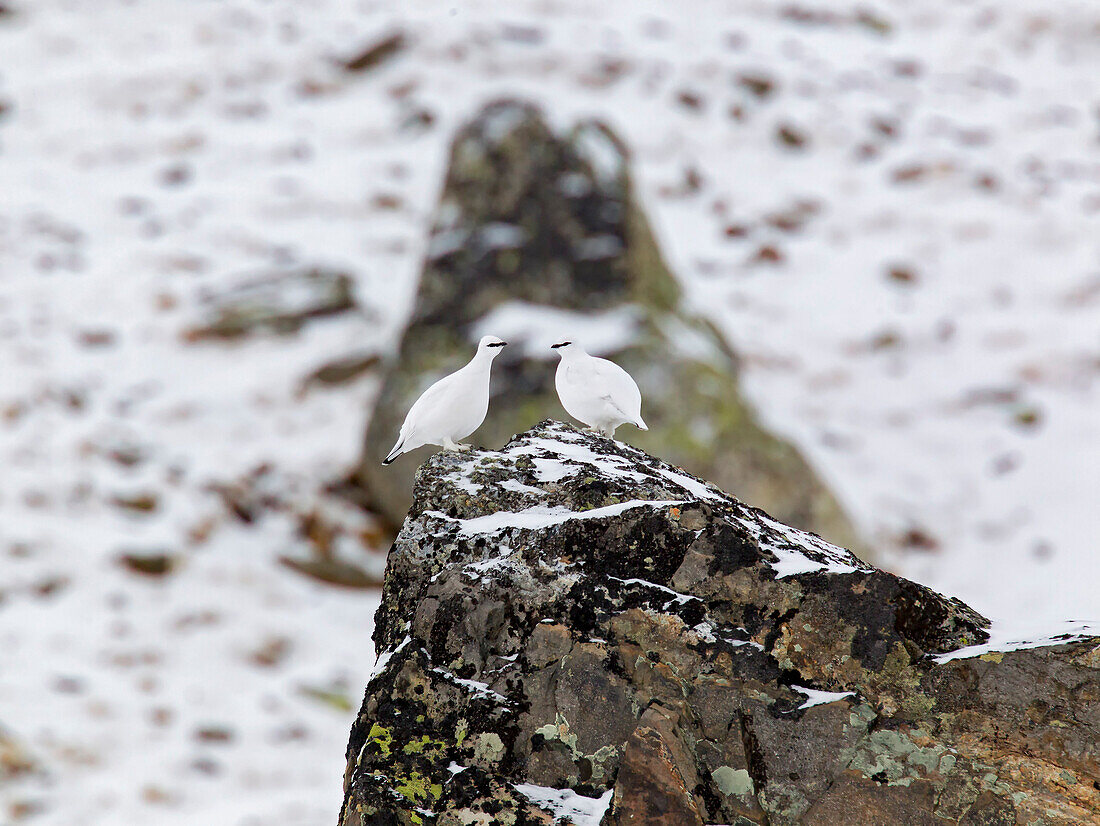 Stelvio Nationalpark, Lombardei, Italien, Ptarmigan