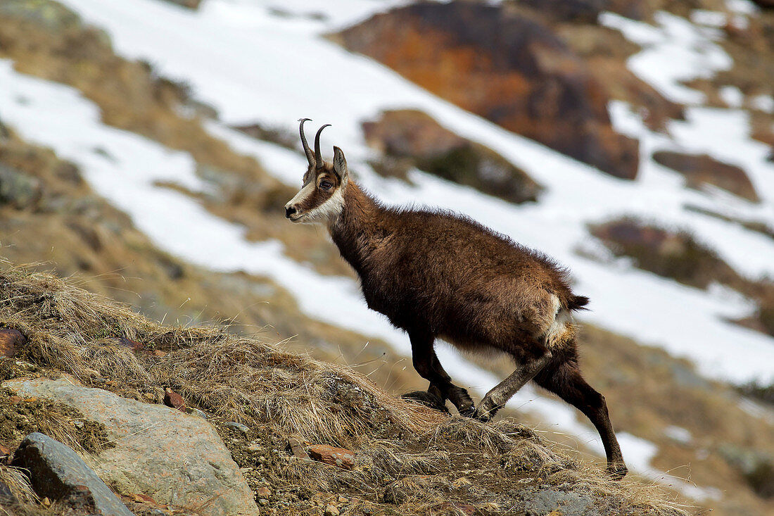 Stelvio National Park, Lombardy, Italy, Chamois