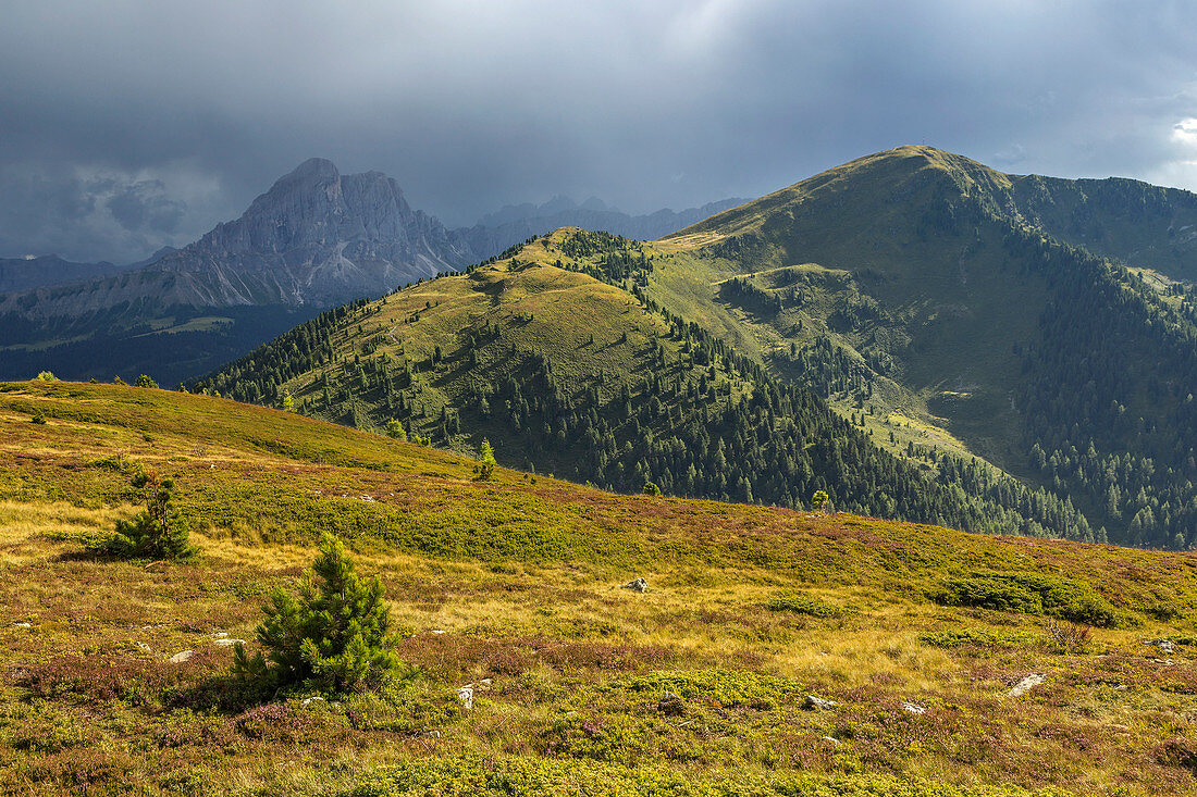 Luesner Alm, Alpe di Luson, Bozen, Bozen Provinz, Trentino Alto Adige, Italien, Europa