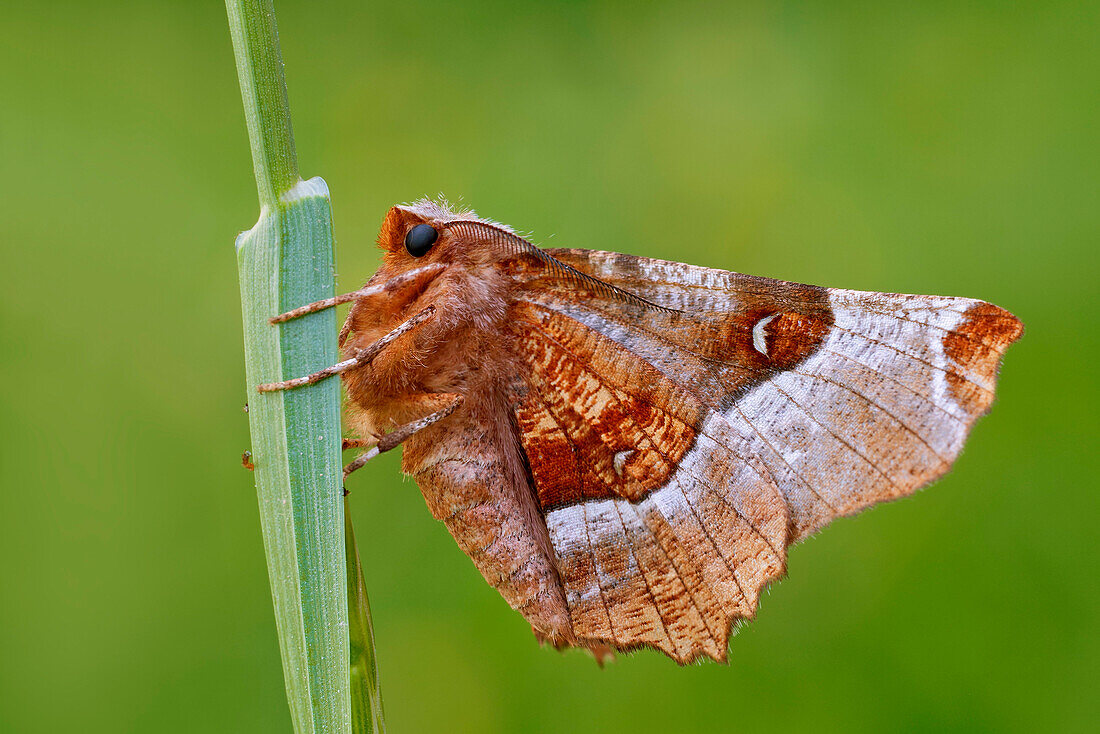 Selenia tetralunaria, Casareggio, Ligurien, Italien