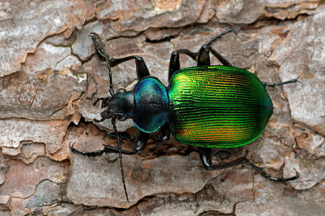 Calosoma sycophanta, Liguria, Vobbia, Genoa