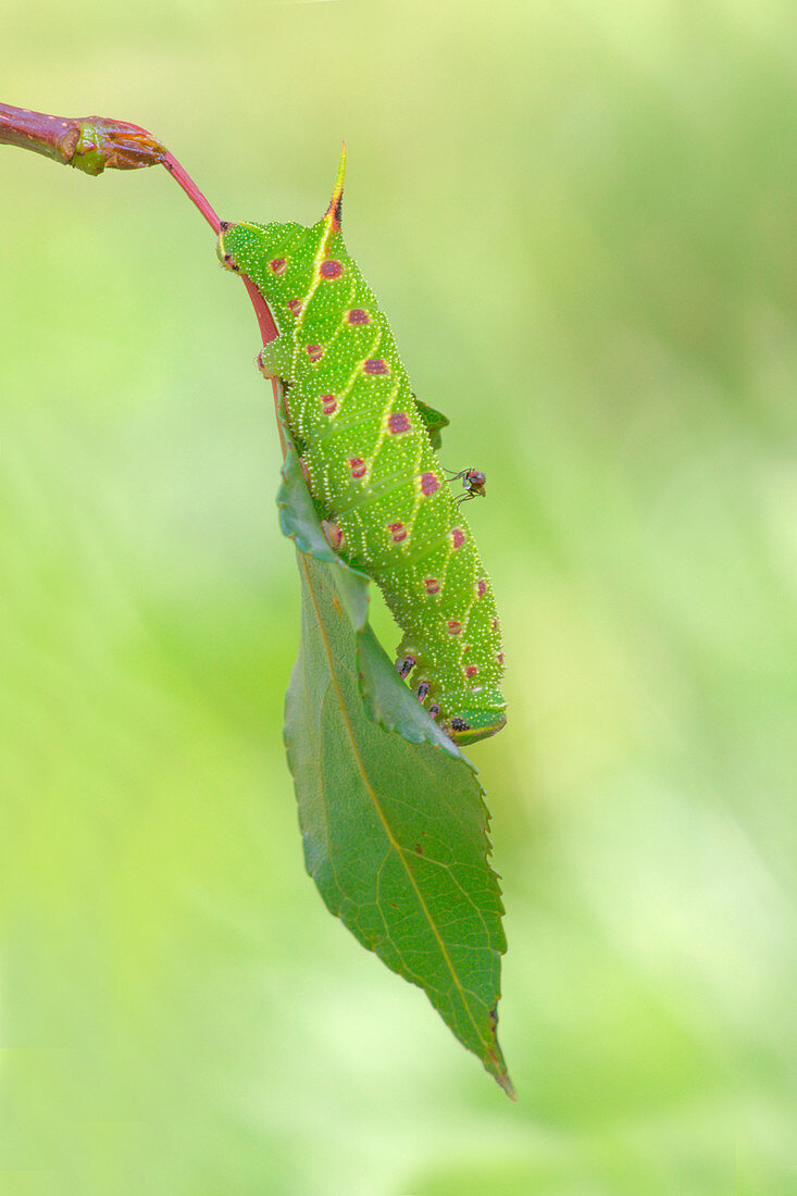 Laothoe populi, Casareggio, Ligurien, Vobbia, Italien