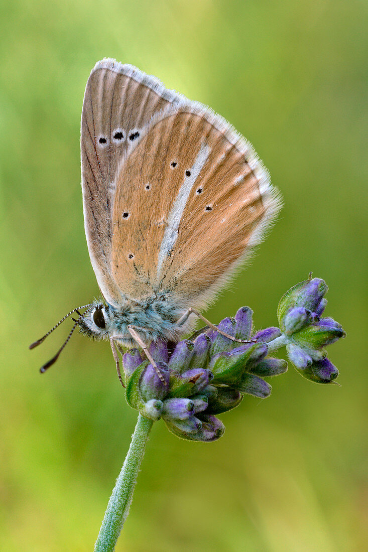 Polyommatus damon, Piedmont, Cuneo, Bersezio, Italy