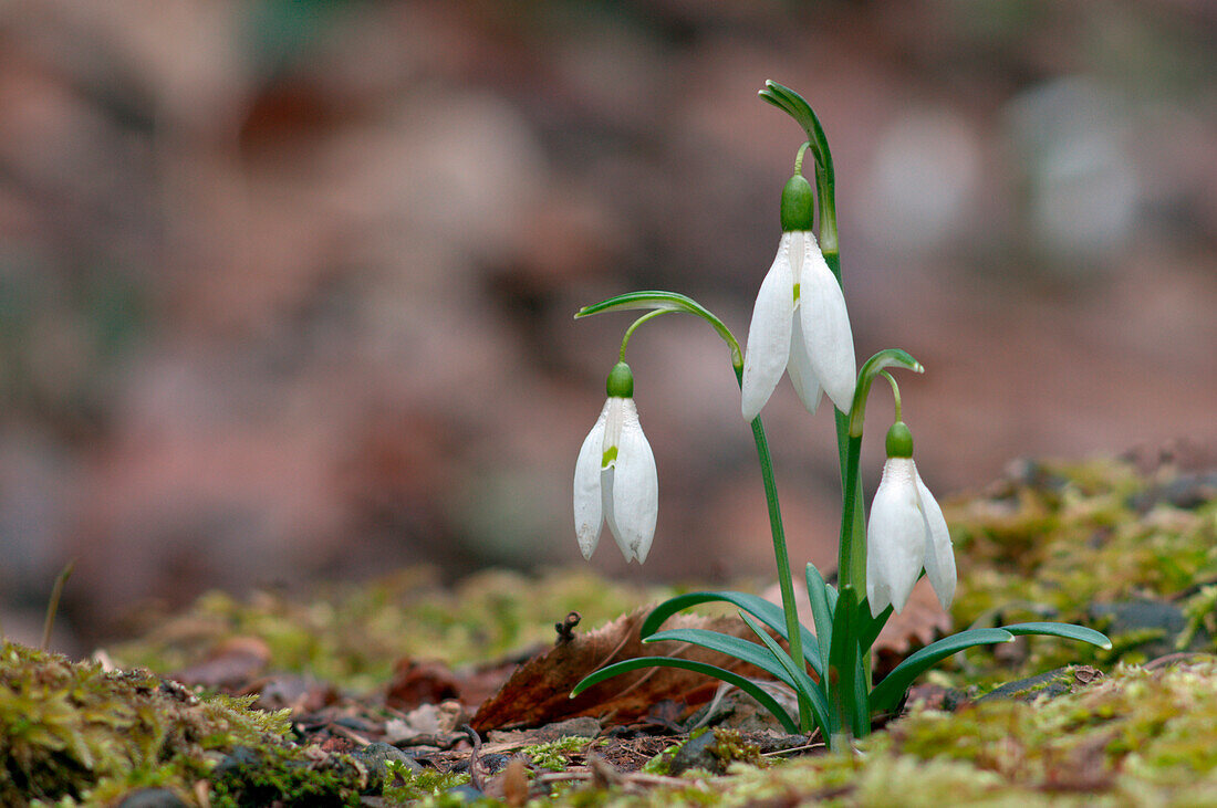 Galanthus nivalis, Vobbia, Liguria, Italy