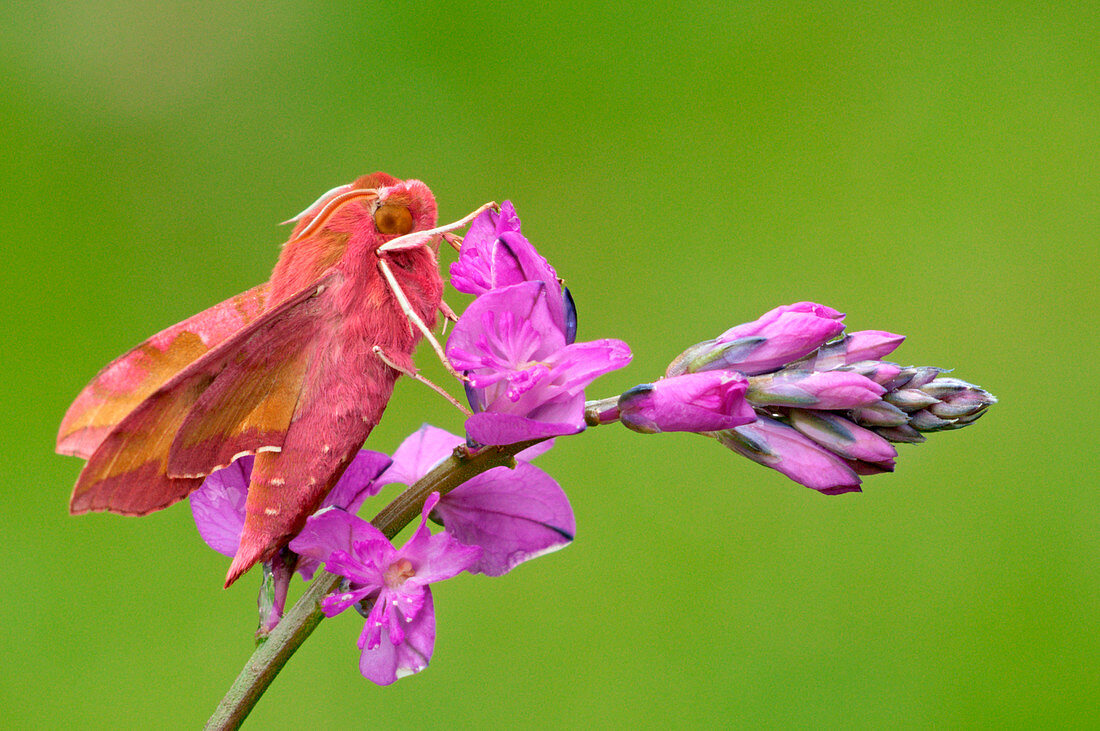 Deilephila porcellus, Casareggio, Ligurien, Italien