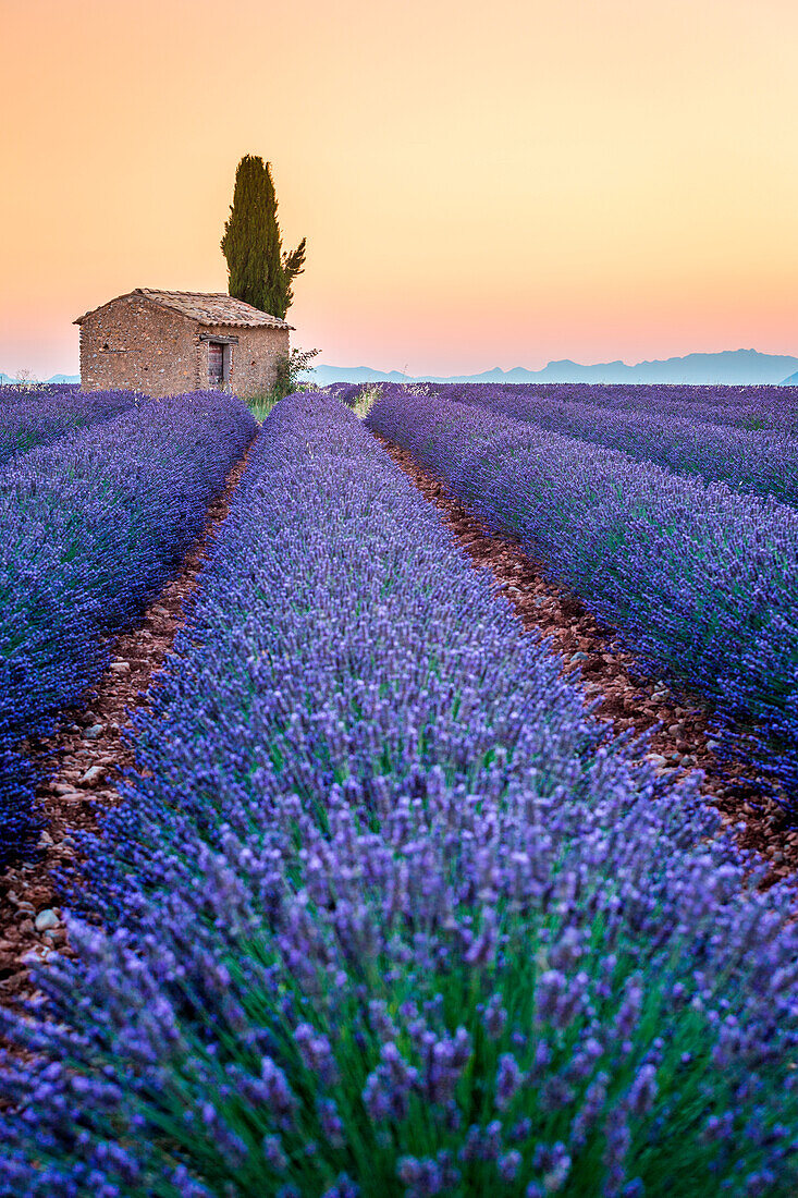 Provence, Valensole Plateau, Frankreich, Europa, Einsames Bauernhaus und Zypressenbaum in einem Lavendelfeld in voller Blüte, Sonnenaufgang mit Sonnendurchbruch