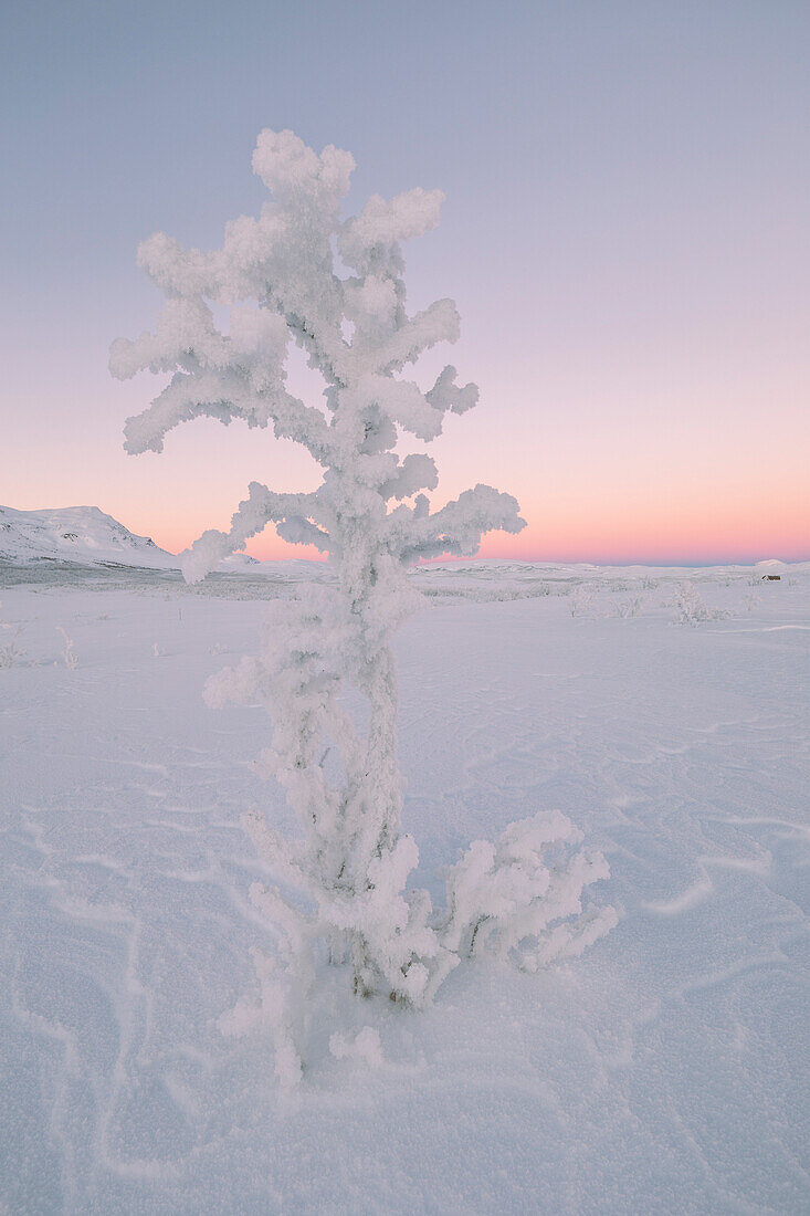 Sunrise in the Abisko National Park, Kiruna, Sweden, Europe