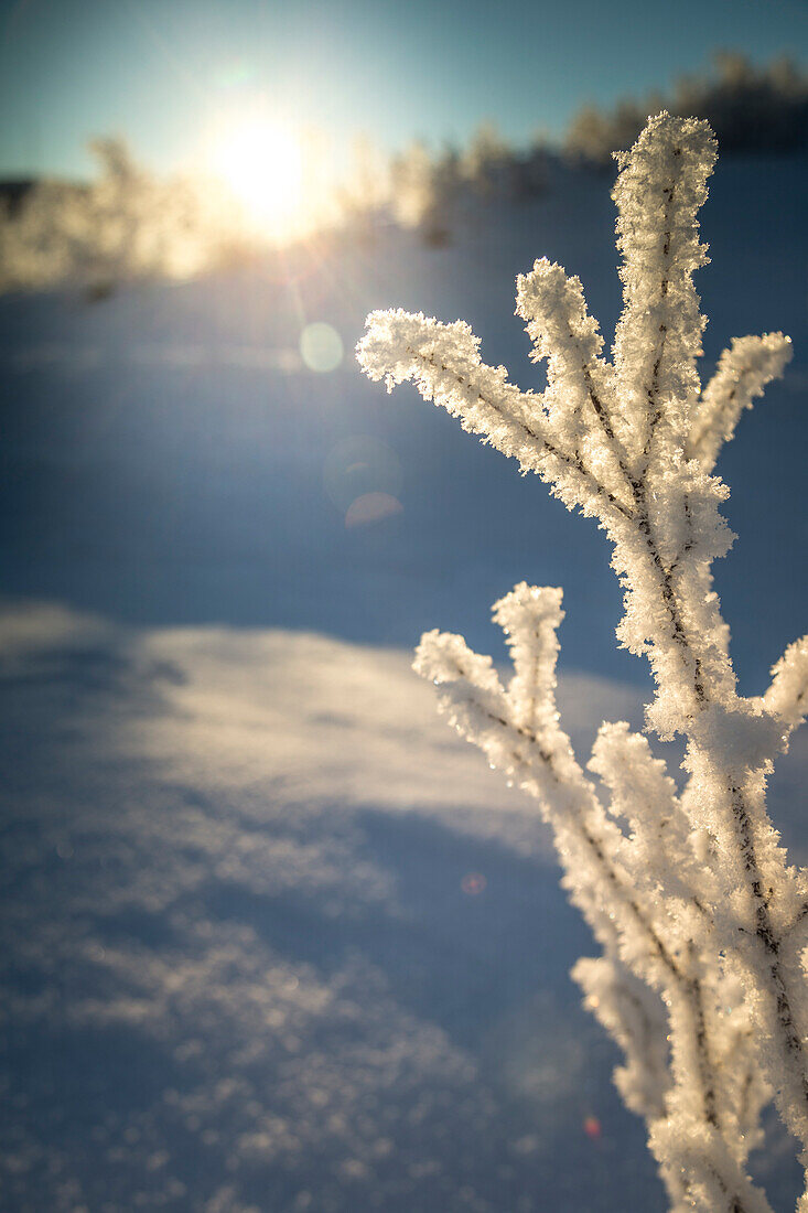 Branches ice padded, Abisko, Kiruna, Sweden, Europe