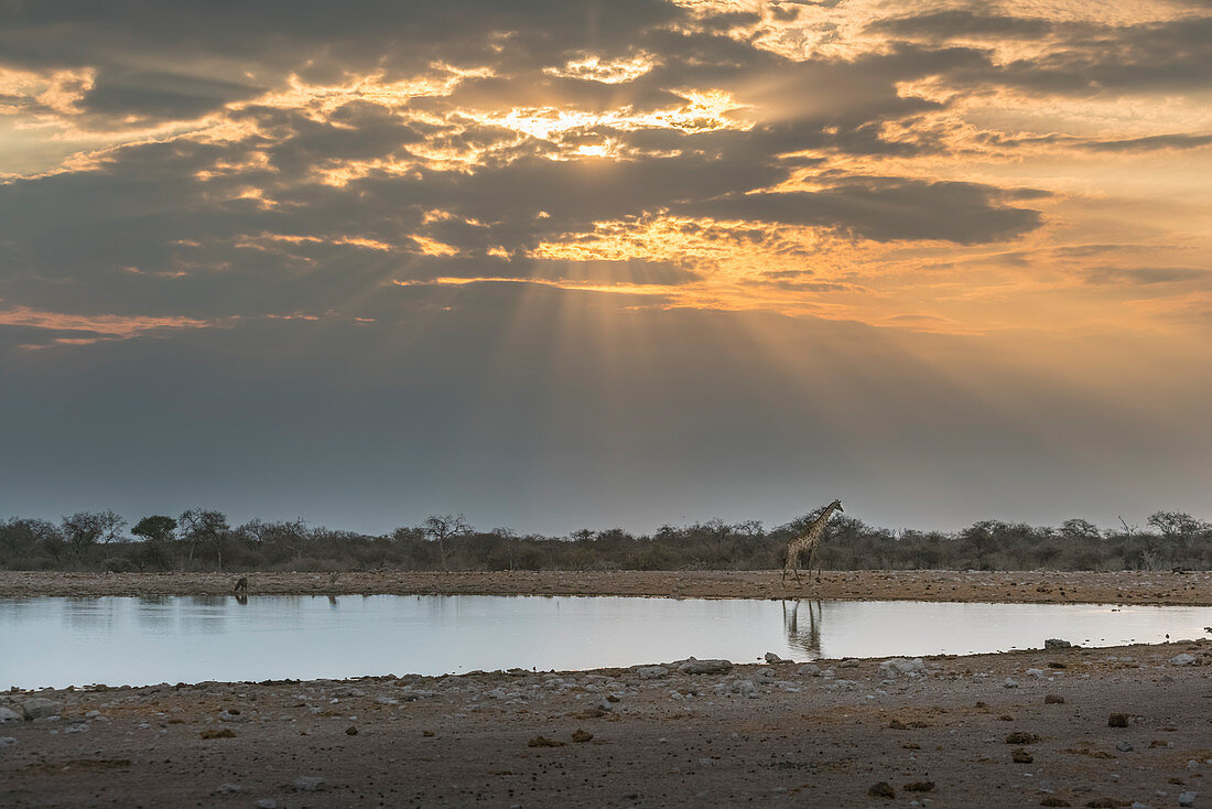 Giraffe near a pond at sunrise,  Etosha National Park, Oshikoto region, Namibia