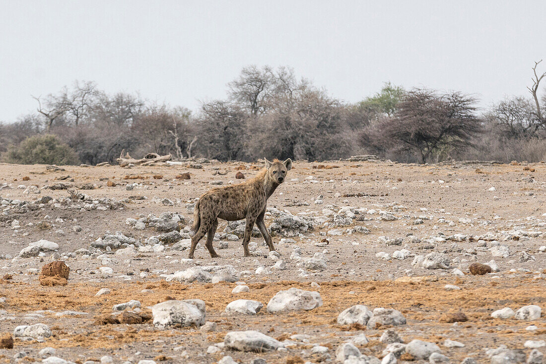 Hyena walking,  Etosha National Park, Oshikoto region, Namibia