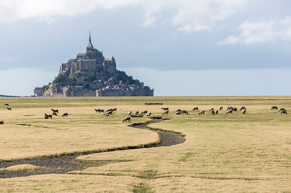 Schafe, die mit dem Dorf im Hintergrund weiden, Mont-Saint-Michel, Normandy, Frankreich