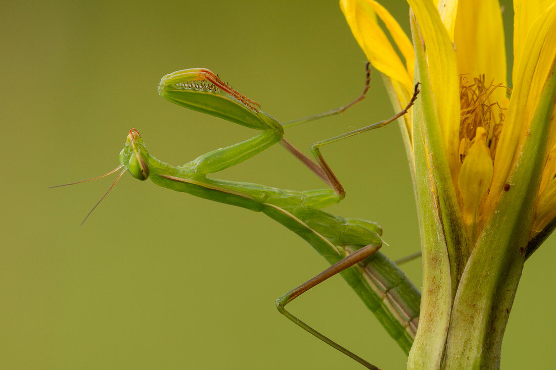 Details der betenden Mantis auf einer gelben Blume, Montevecchia, Lecco, Italien, Europa