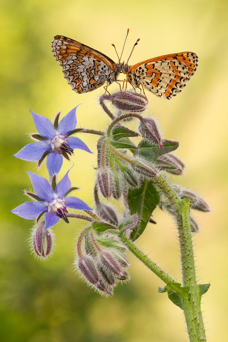 Zwei Melitea Schmetterlinge scheint es, sich gegenseitig auf einer Knospe von Borago officinalis Blumen, Lombardei, Italien zu spiegeln