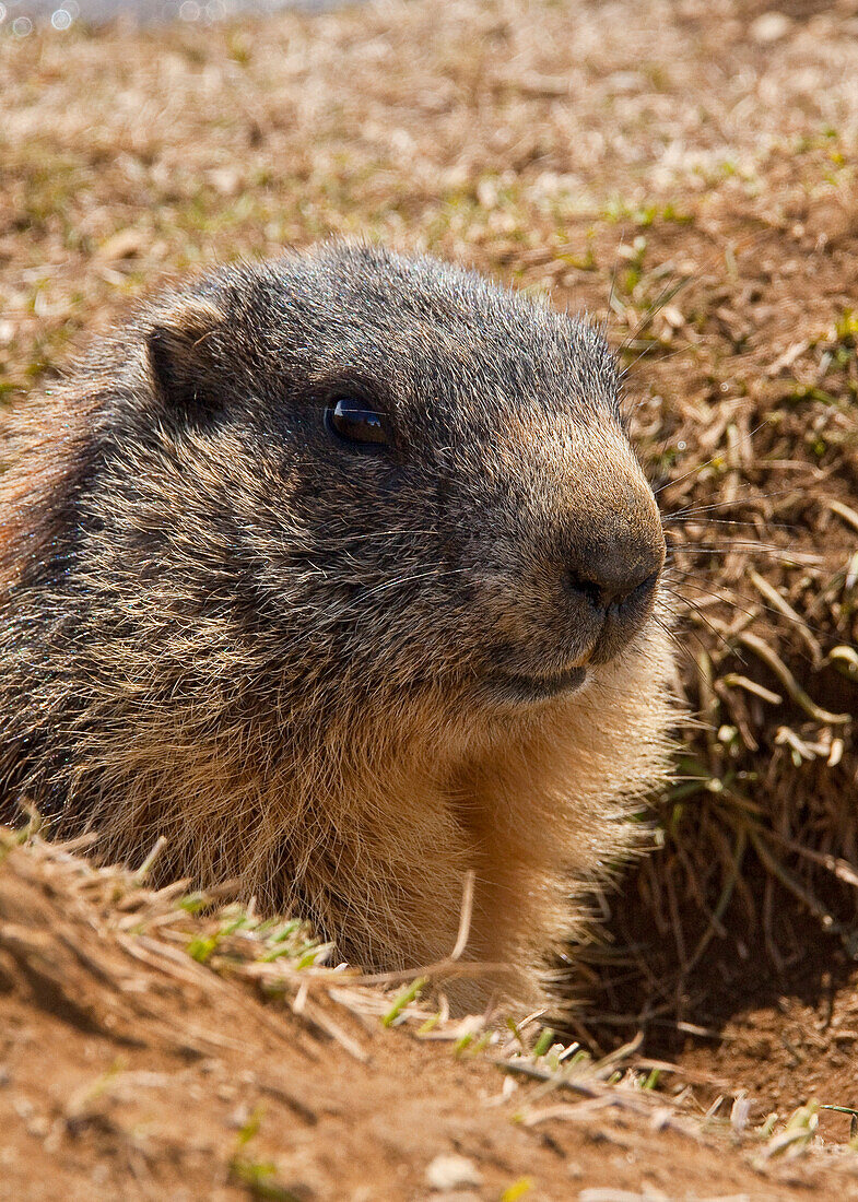 Lombardy, Italy, Alpine marmot