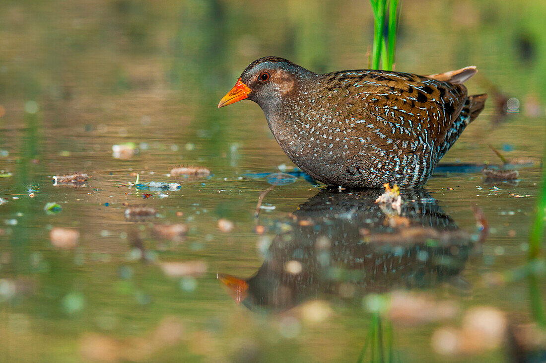 spotted crake, Trentino Alto-Adige, Italy