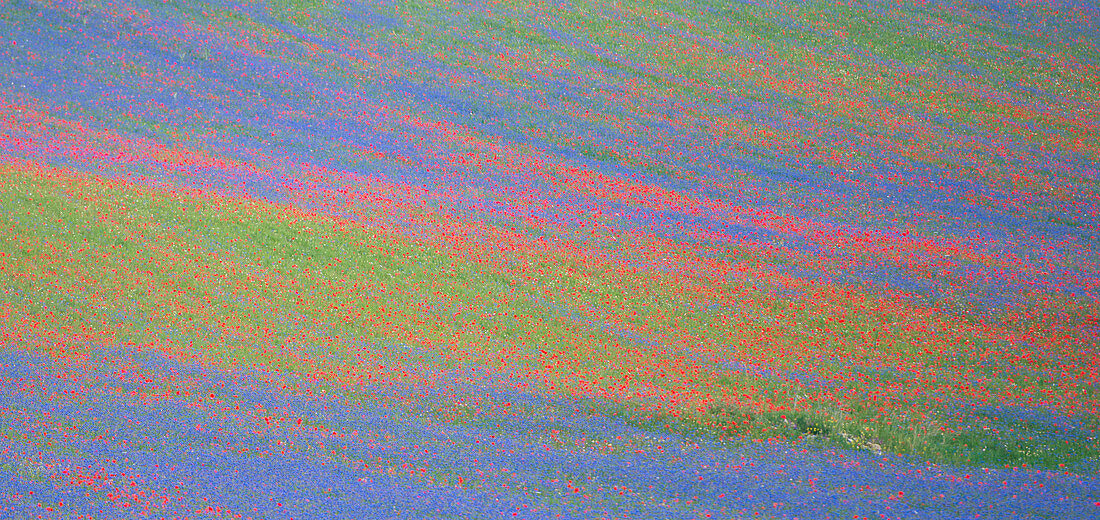 Colored blooming on Piano Grande of Castelluccio di Norcia, Monti Sibillini NP, Apennines, Umbria, Italy