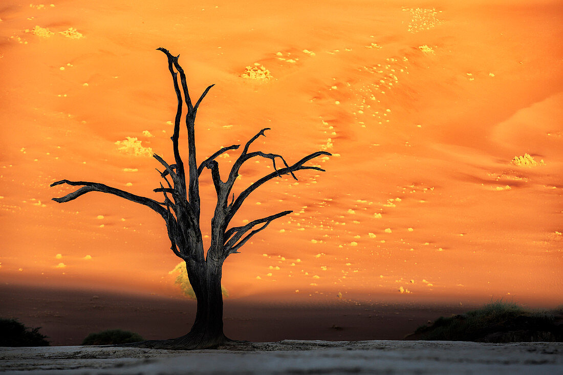 Deadvlei at sunrise in eastern Namib desert