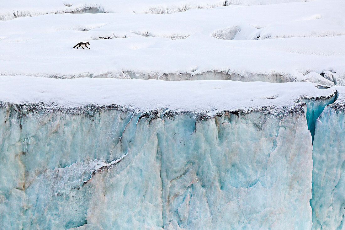 Svalbard, Hamiltonbukta, Spitsbergen, Norway