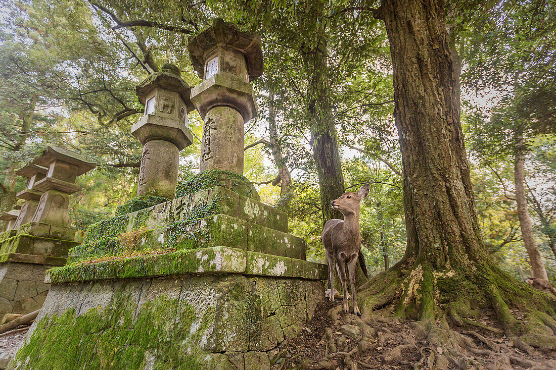 Sika deer in Nara stone lanterns, Japan