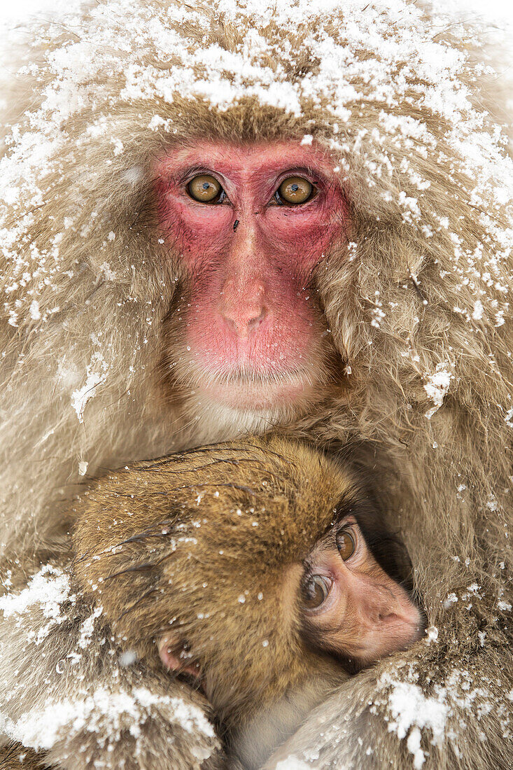 Snow monkeys of Jogokudani valley, Nakano, Nagano prefecture, Japan