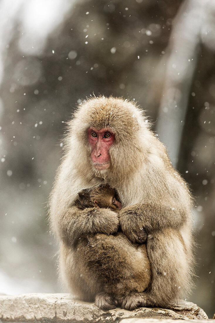 Snow monkeys of Jogokudani valley, Nakano, Nagano prefecture, Japan