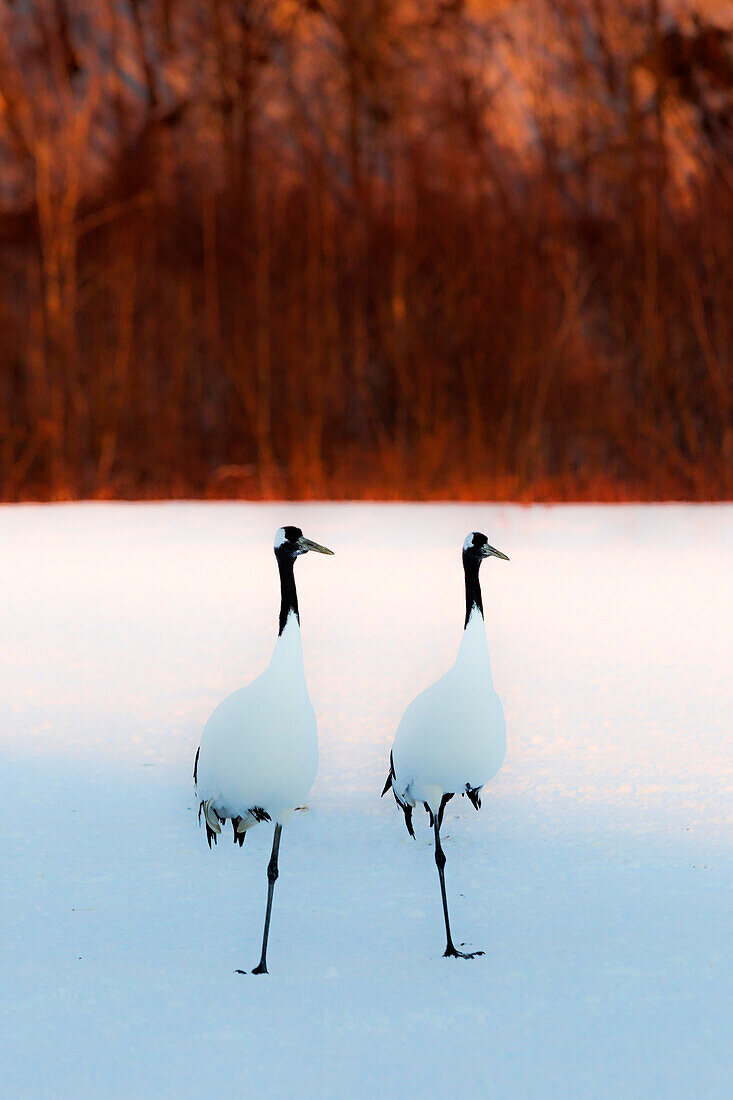 Red crowned cranes, Akan, Japan