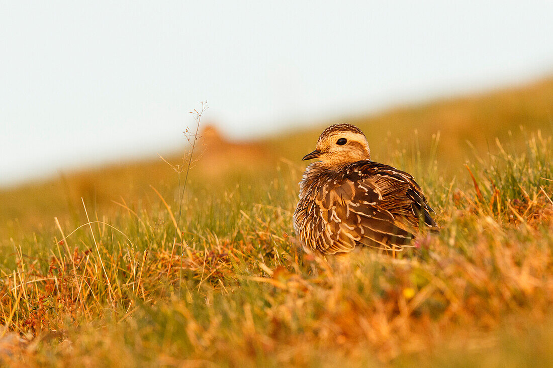 Trentino Alto Adige, Italy,  Eurasian dotterel