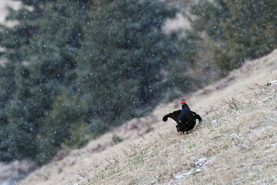 Lombardy, Italy,  Black grouse