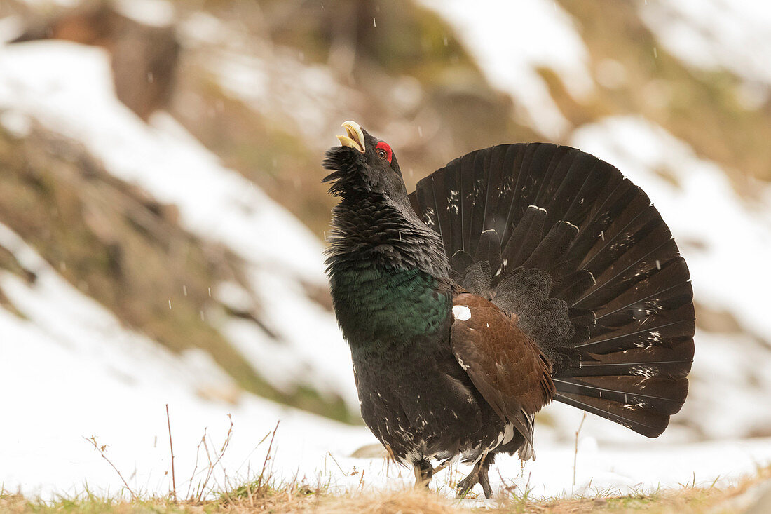 Trentino Alto Adige, Italy,  Capercaillie