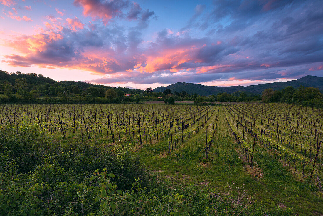 Weinberge in Franciacorta bei Sonnenuntergang, Provinz Brescia, Italien, Lombardei Bezirk, Europa