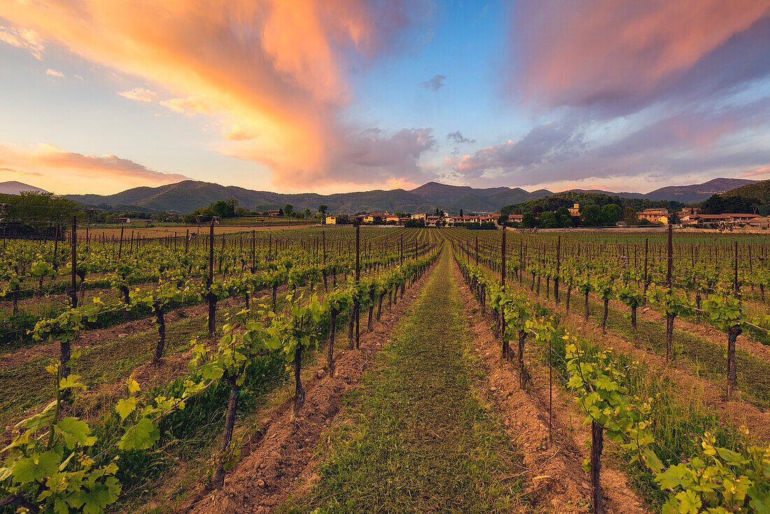 Weinberge bei Sonnenuntergang in Franciacorta, Provinz Brescia, Lombardei Bezirk, Italien, Europa