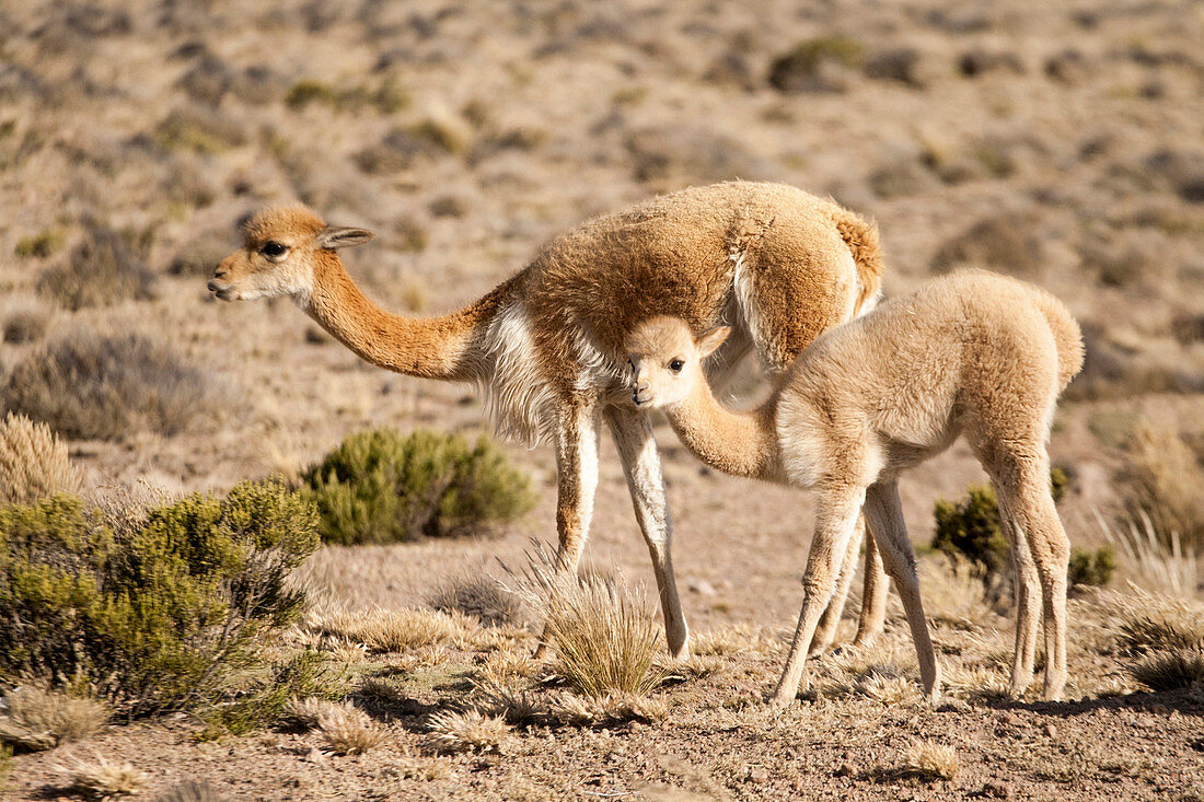 Couple of vicunas in the Salinas y Aguada Blanca Reserve in Peru,  South America