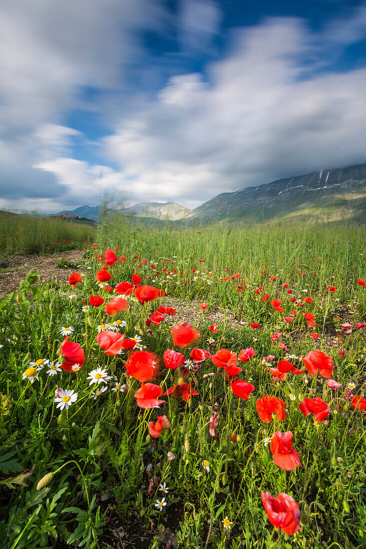 Blooming of red poppies and daisies Castelluccio di Norcia Province of Perugia Umbria Italy Europe