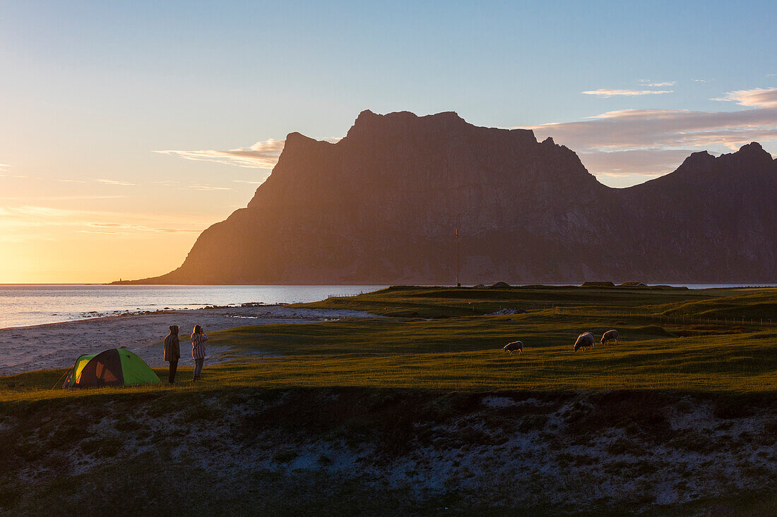 Camping Zelte und Schafe in den grünen Wiesen beleuchtet bis Mitternacht Sonne spiegelt sich im Meer Uttakleiv Lofoten Inseln Norwegen Europa