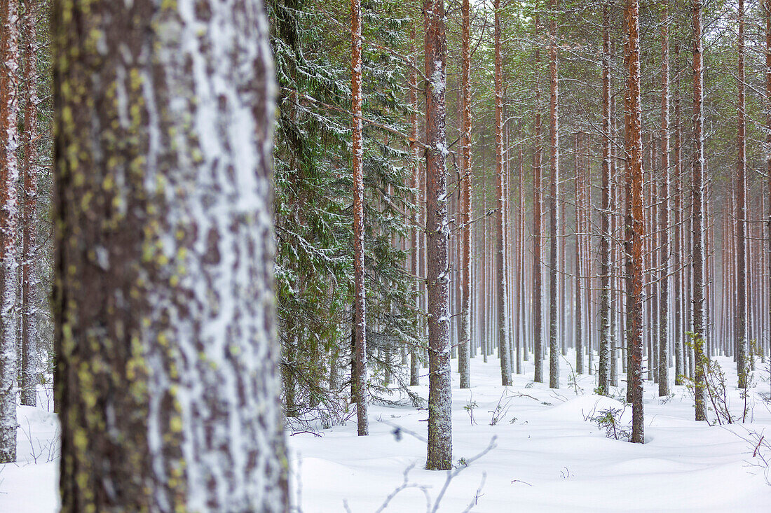 Details von Baumstämmen im schneebedeckten Wald Alaniemi Rovaniemi Lappland Region Finnland Europa