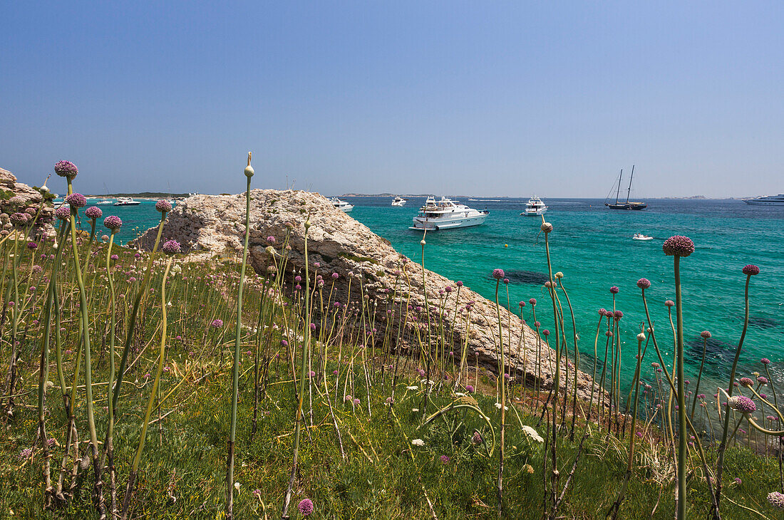 Flowers and grass of the inland frame the yachts moored in the turquoise sea Sperone Bonifacio South Corsica France Europe