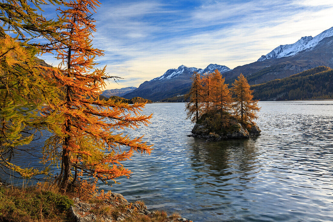 Kleine Insel auf Lej da Sils im Engadin im Herbst, Engadin, Graubünden, Schweiz