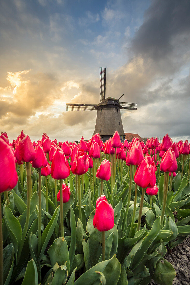 Windmühlen und Tulpen, Alkmaar Polder, Niederlande